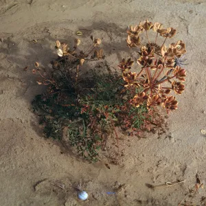 Lomatium insulare, San Nicolas Island