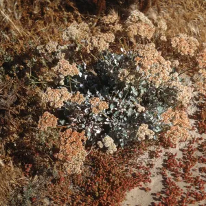 Eriogonum grande ssp. timorum 