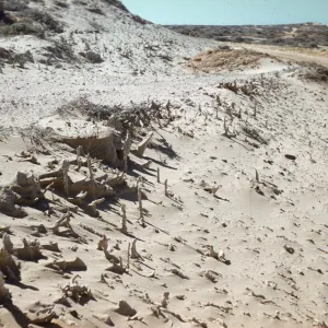fossil root casts in sand, caliche forest, San Nicolas Island