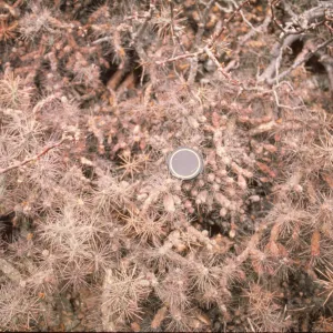 Opuntia (Prickly-pear) on San Benito Island