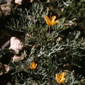 Eschscholzia ramosa on East San Benito Island