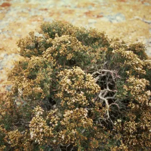 Frankenia palmeri on East San Benito Island