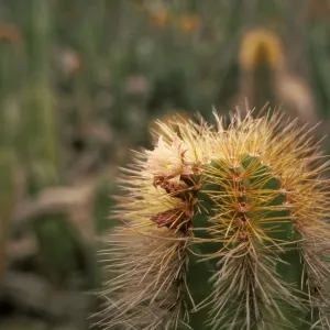 Lophocereus schottii on East San Benito Island