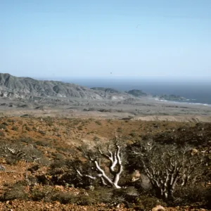 Moro Prieto, southwest Cedros Island