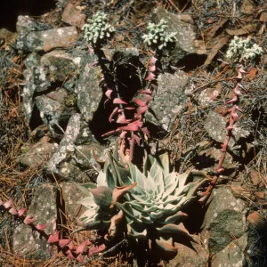 Dudleya cedrosensis, Cedros Island