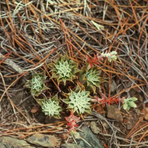 Dudleya cedrosensis, Cedros Island