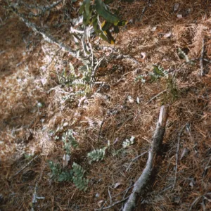 Polypodium, Cedros Island