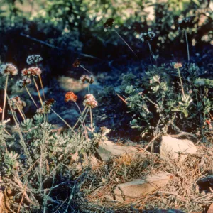 Eriogonum (wild buckwheat) , North end of Isla de Cedros