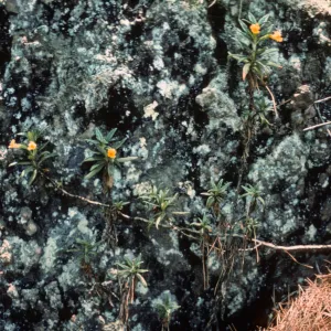 Mimulus stellatus, Isla de Cedros