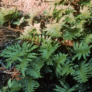 Polypodium, Isla de Cedros
