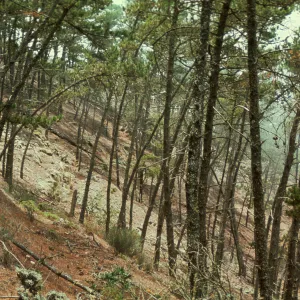 Dudleya in center of pine forest, Cedros Island
