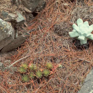 Dudleya cedrosensis, Isla de Cedros