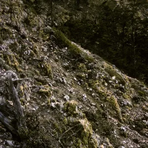Dudleya site, Isla de Cedros