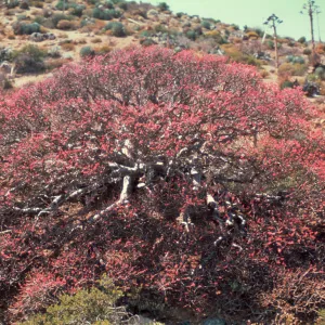 Pachycormus in bloom, Isla de Cedros