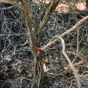trunk of Ceanothus verrucosus, Isla de Cedros