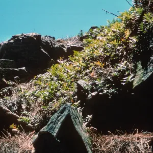 Polypodium, Isla de Cedros