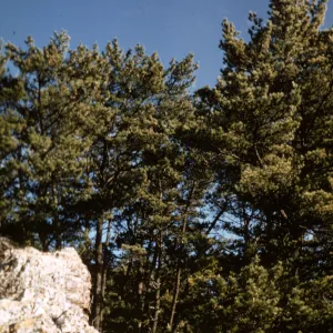 head of Canada Mina, Isla de Cedros