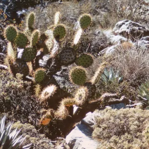 desert flora on Isla de Cedros