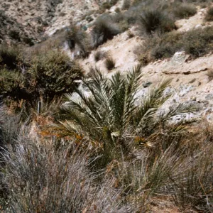 spring at lower Canada Punta Norte, Isla de Cedros