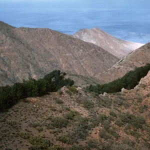 Northern Pines, Isla de Cedros
