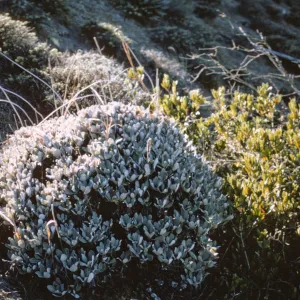 Eriogonum molle, Isla de Cedros