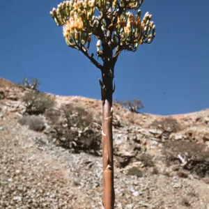 Agave,(Century Plant) Isla de Cedros