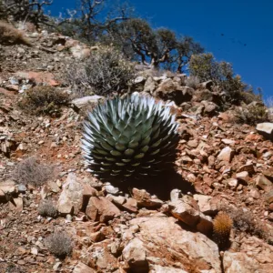 Agave (Century Plant), Isla de Cedros