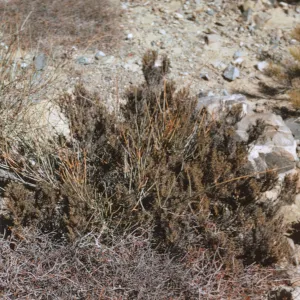 maritime desert scrub, Canada Mina, Isla de Cedros