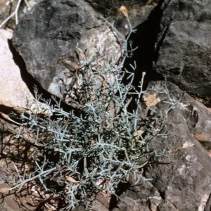 plant in Canada Punta Norte, Isla de Cedros