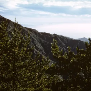 Northern Pines, Isla de Cedros