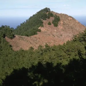 Pine forest, Cerro del Norte, Isla de Cedros