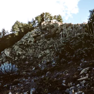 Northern Pines, Isla de Cedros