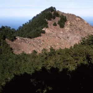 Pine forest, Cerro del Norte, Isla de Cedros