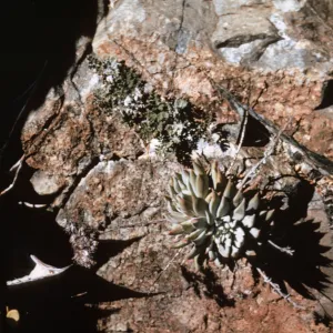 Dudleya (liveforevers), Isla de Cedros