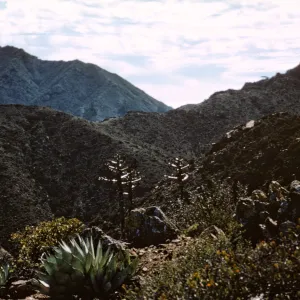 Isla de Cedros