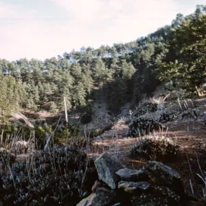  Eriogonum molle and Northern Pines, head of Canada Mina, Isla de Cedros