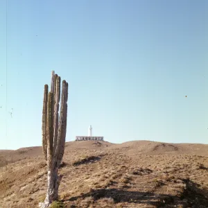 Pachycereus pringlei (Cardón) with lighthouse in background, Natividad Island