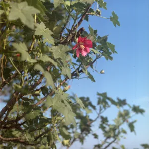 Lavatera assurgentiflora 