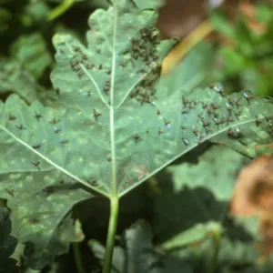 small flies on Lavatera leaf, Todos Santos