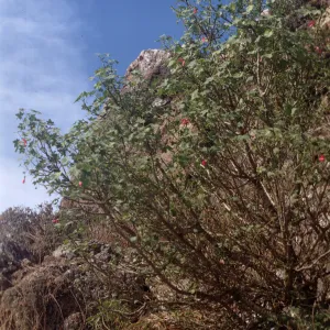 Lavatera assurgentiflora, Todos Santos