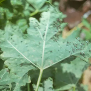 Lavatera leaf with flies