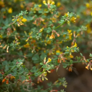 flowering Lotus, south end Todos Santos
