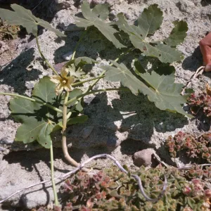 Lavatera occidentalis, South Coronados Island