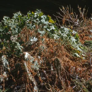 Lavatera, South Coronados Island