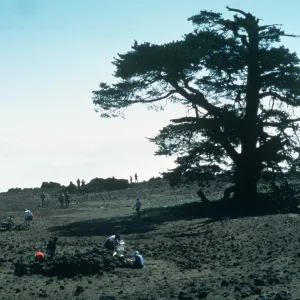 Pinus radiata var. binata, Guadalupe Island