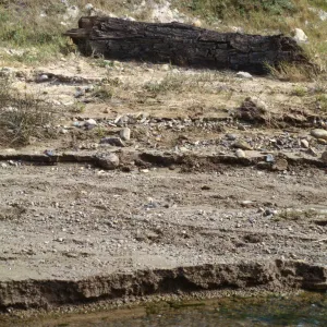 Fossil log, Canada de Los Sauces, Santa Cruz Island