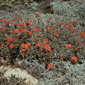 Eriogonum rubescens, San Miguel Island