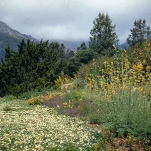 Dicentra chrysantha along eastern edge of strawberry Meadow