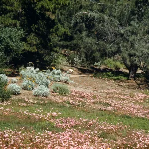 SBBG Upper Meadow, (Meadow 1940s-1950s)