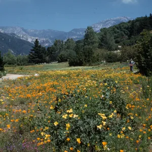 lower Meadow